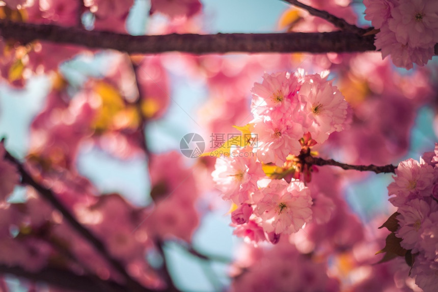 粉红色开花樱的近图片复制空间图片