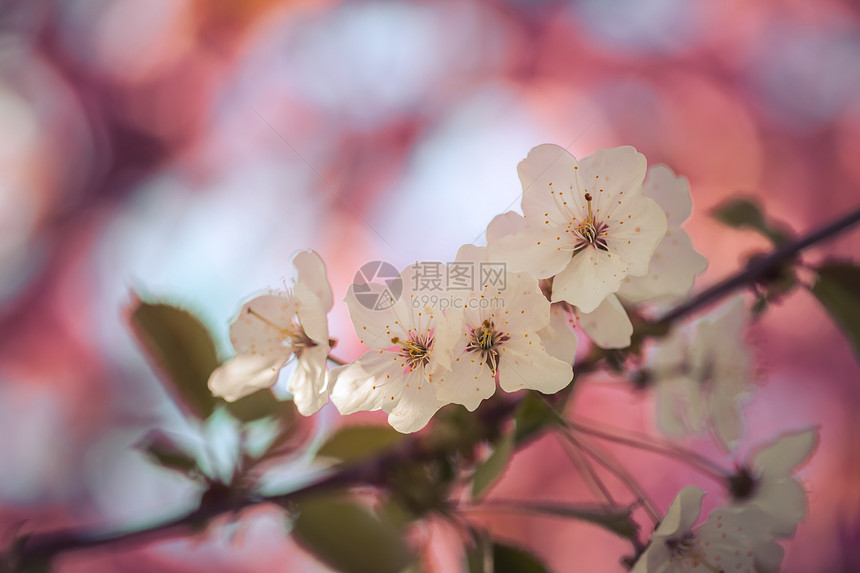 粉红色开花樱的近图片复制空间图片