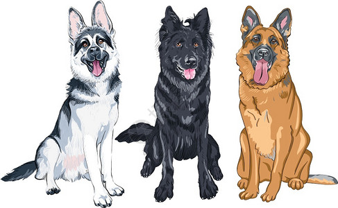 萨斯瓦德德国牧羊犬插画