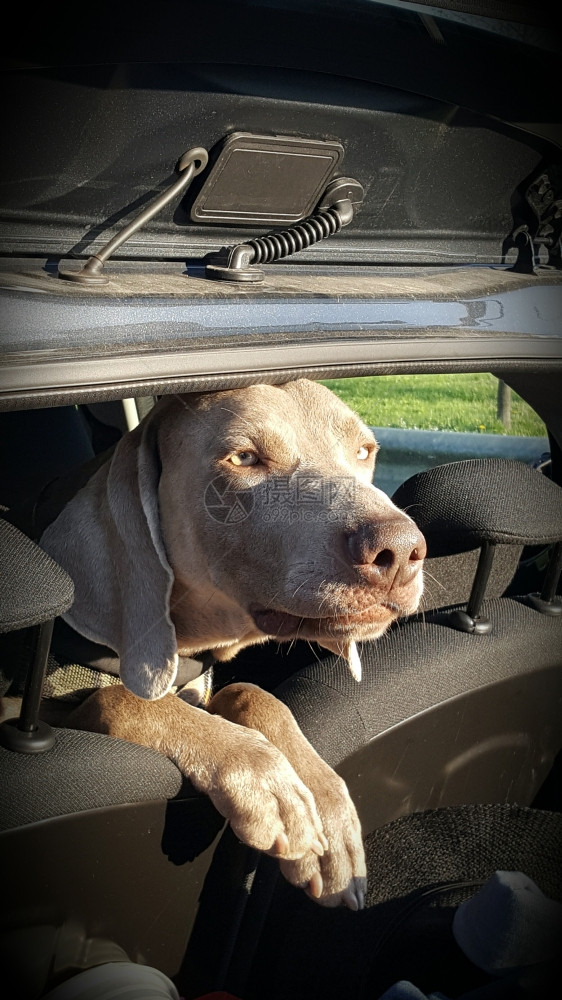 公园里的Weimaraner的狗图片