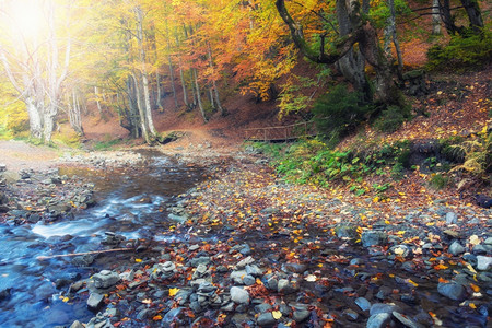 美丽的森林有金秋天的色小溪美丽的秋色世界图片