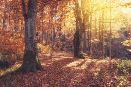 秋天森林的日出明亮黄金坠落自然景观图片
