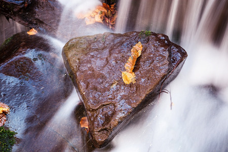 一片落下的彩色绿叶沉积在覆盖着岩石的苔上周围流着水图片