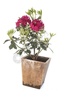 白色背景前的粉红Rhododendron背景图片