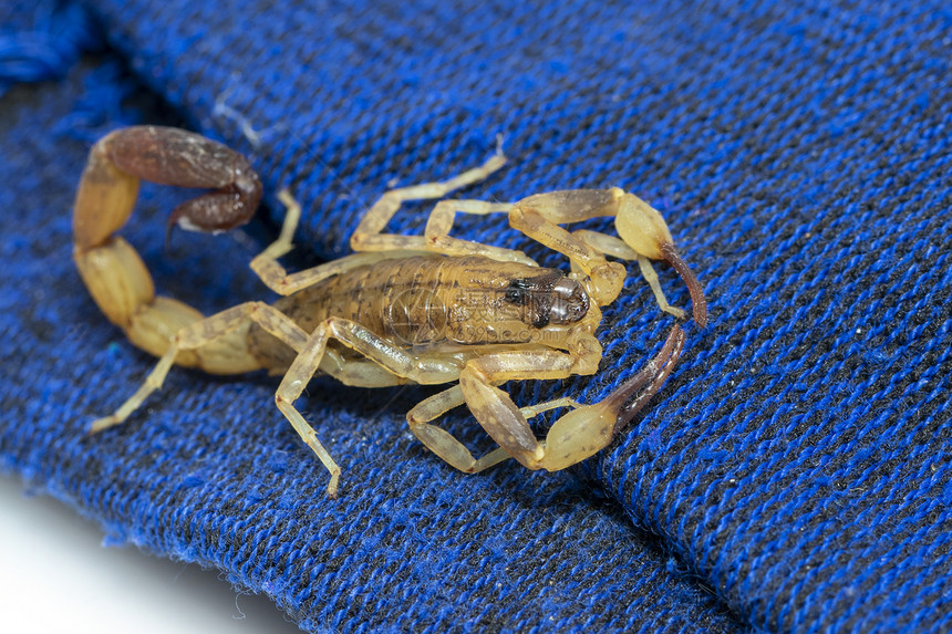 蓝布上的棕色蝎子图像昆虫动物图片