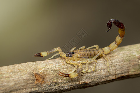 棕色干树枝上的蝎子昆虫动物背景