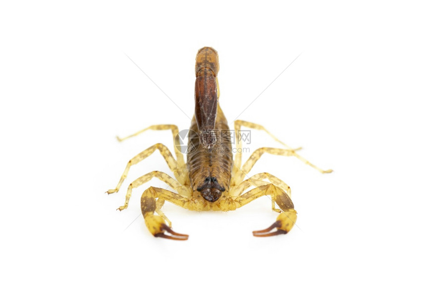 白色背景的棕蝎子图像昆虫动物图片