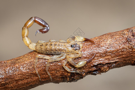 伊切拉棕色干树枝上的蝎子昆虫动物背景
