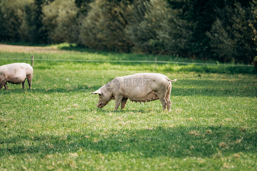 猪在有机肉农场的草地上吃猪肉图片