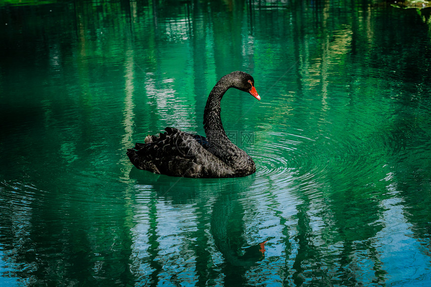 黑天鹅在美丽的湖边飘荡图片