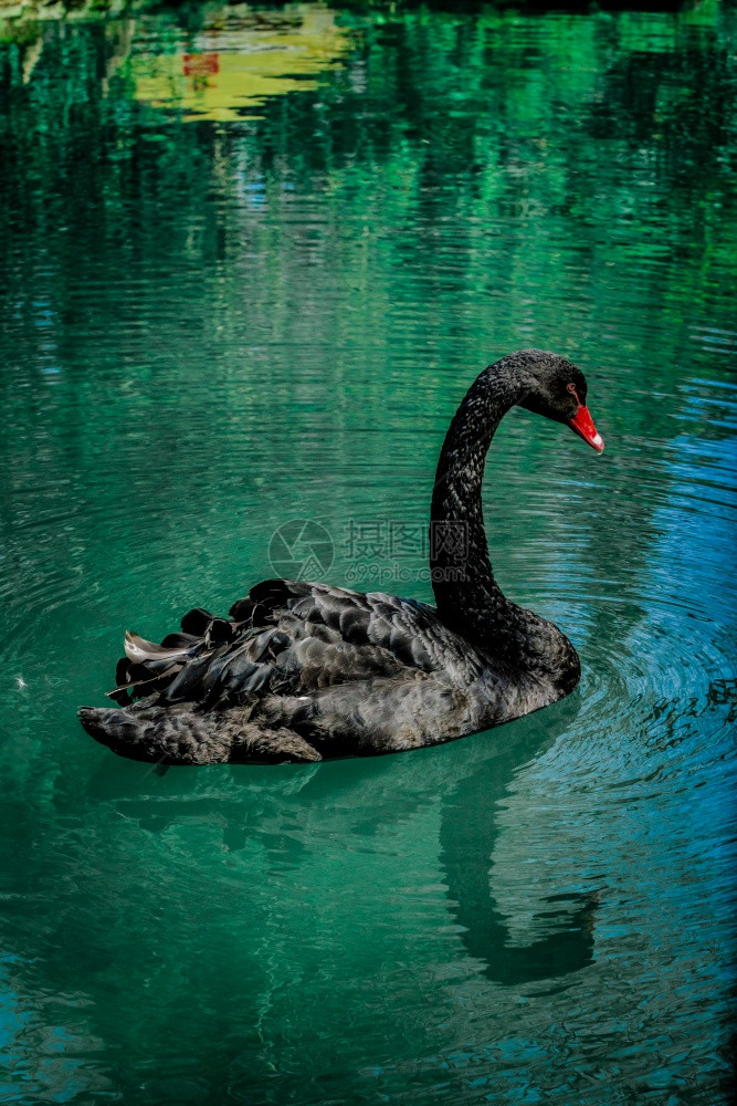 黑天鹅在美丽的湖边飘荡图片