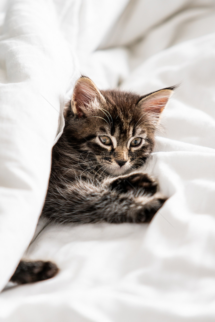 小可爱猫从毛毯下面看出来室内图片