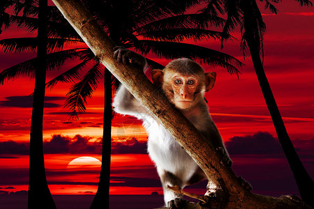 小猴子日落时的婴儿面具图片