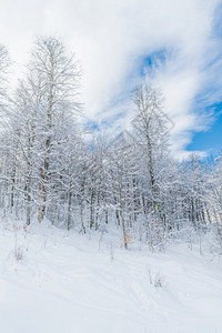 冬雪覆盖山上的树木图片