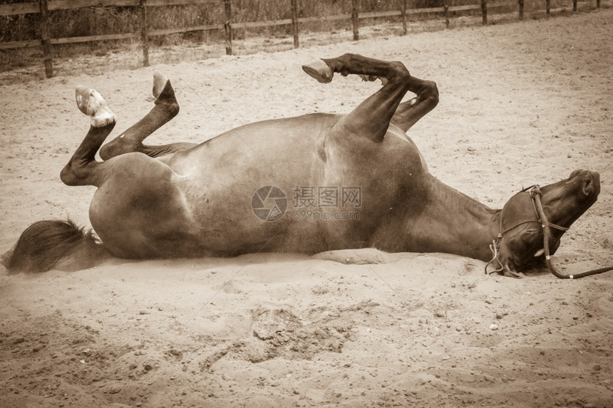 棕色野马躺在沙子上农业哺乳动物在自然环境中图片