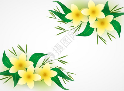 黄色花朵矢量插图图片