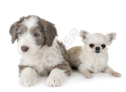 白背景面前的小狗胡须和吉华人图片