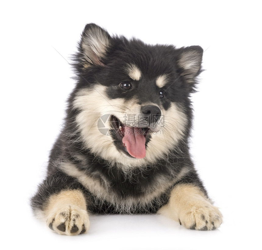 在白色背景面前的芬兰Lapphund图片