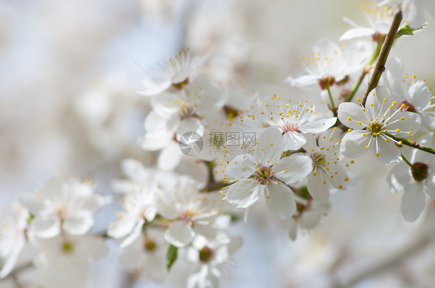 白色背景的春天苹果花图片