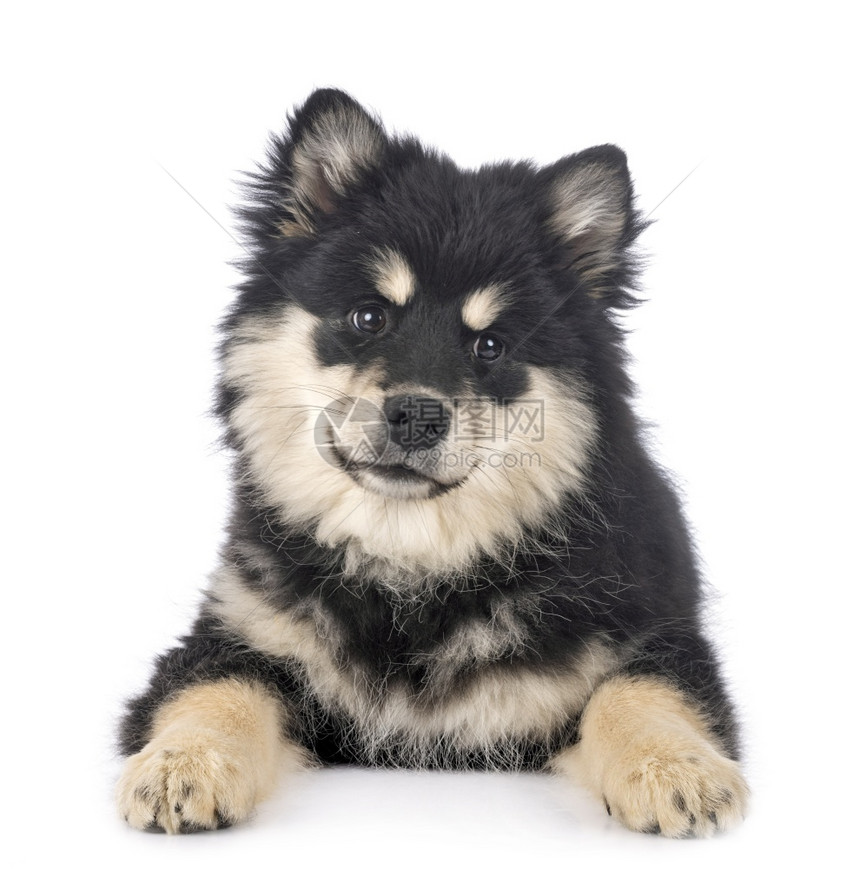 在白色背景面前的芬兰Lapphund图片