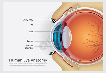 人类眼球解剖说哦名背景图片