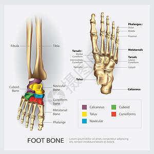 脚骨解剖矢量说明图片