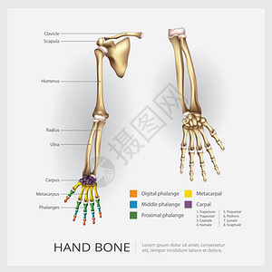 手腕关节和手动骨矢量插图插画