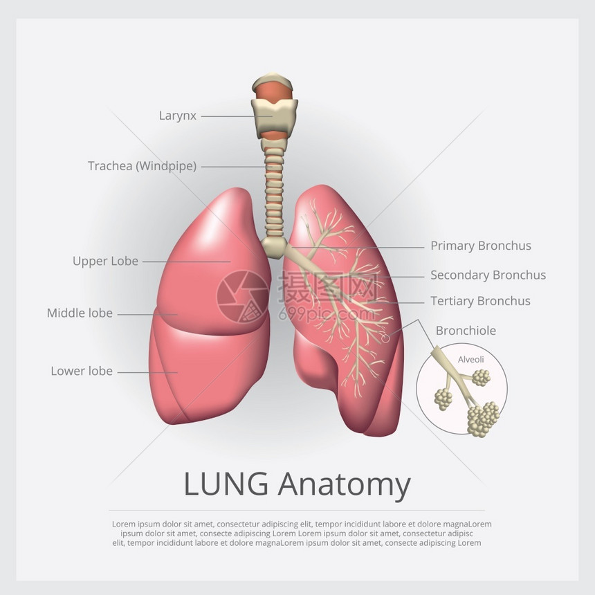 带详细矢量说明的肺图片