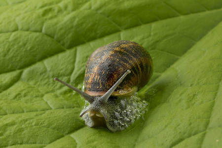 绿叶上的地蜗牛以恐惧制造泡沫图片
