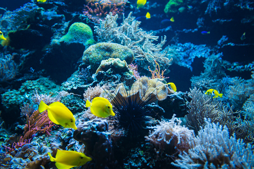 珊瑚礁上的热带鱼类图片