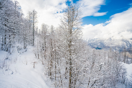 冬雪覆盖山上的树木图片