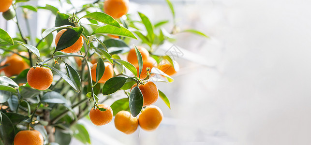 带成熟水果的普通话树橙子丹格林配有新鲜成熟的橘子和叶图象的分支萨苏马树图画柔软的焦点橙子背景图片
