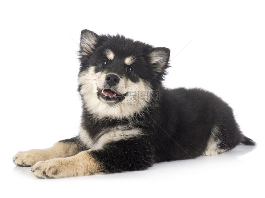 在白色背景面前的芬兰Lapphund图片