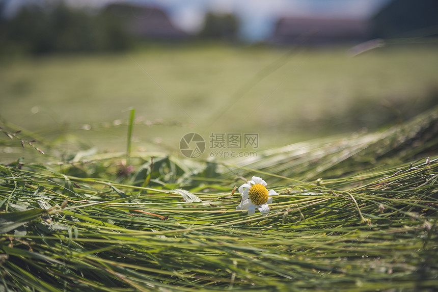 草地上新鲜的干乡间地图片