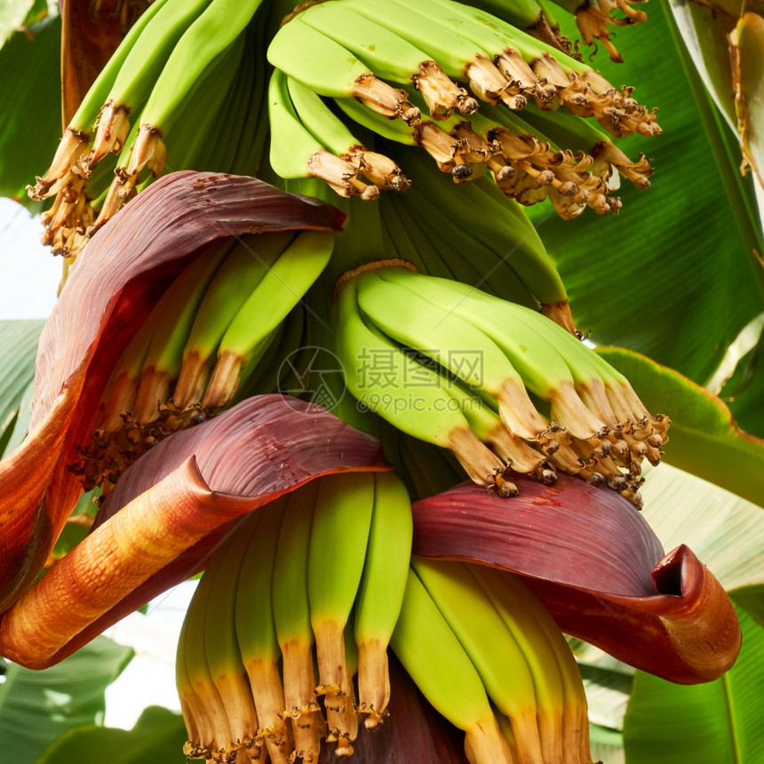 种植场香蕉的树图片