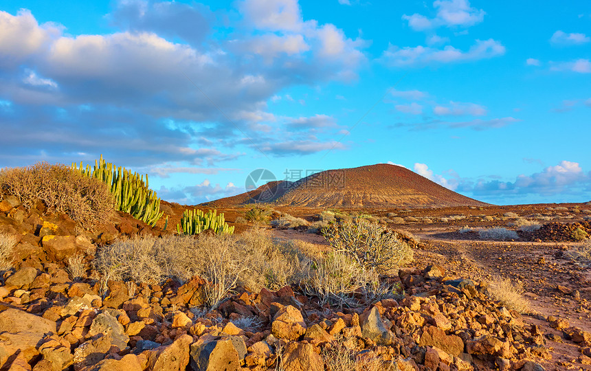 西班牙加那利州Tennerife岛西班牙加那利景观日落时有仙人掌和火山的沙漠图片