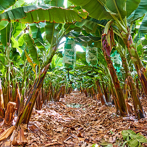 香蕉种植园树图片