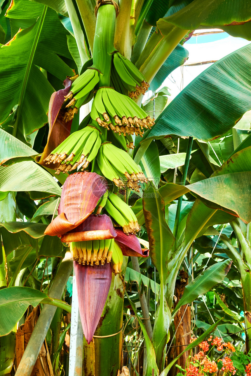 种植场香蕉的树图片