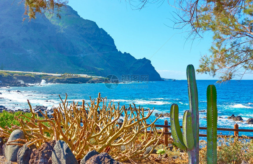 大西洋和Tenerife岛海岸上的植物图片