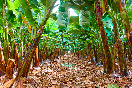 香蕉种植园香蕉林图片