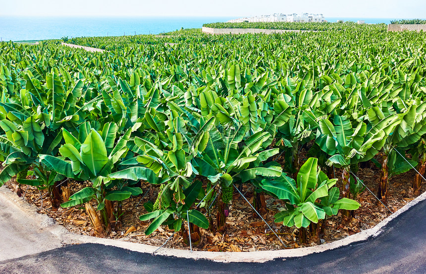 特内里费岛香蕉种植园图片
