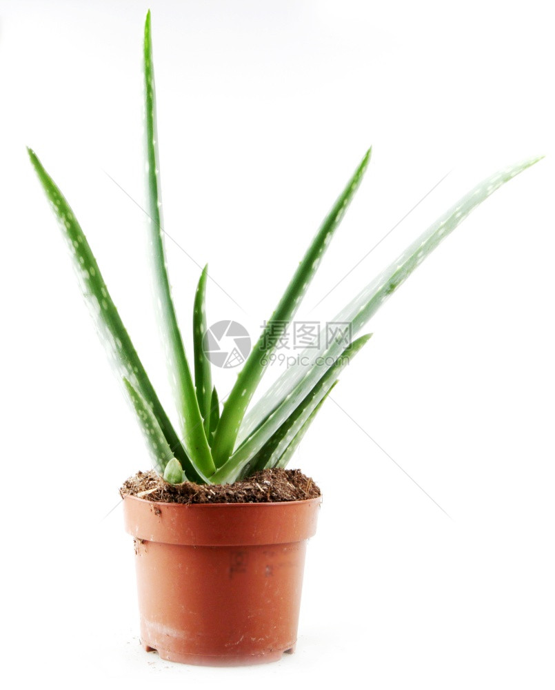 Aloevera是白底皮植物的一种稀释为农业和药用途而种植图片