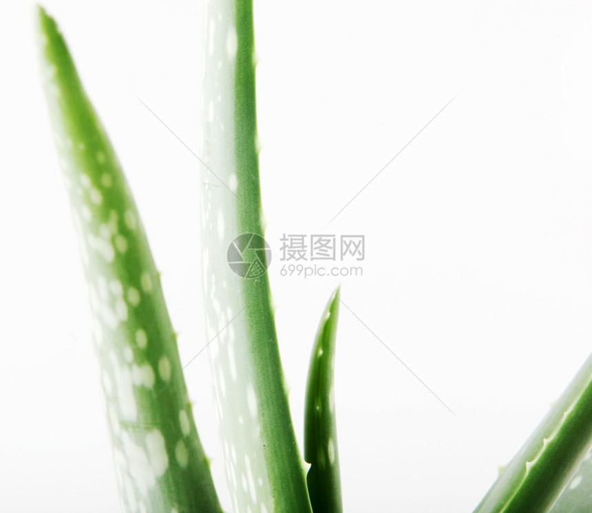 Aloevera是白底皮植物的一种稀释为农业和药用途而种植图片