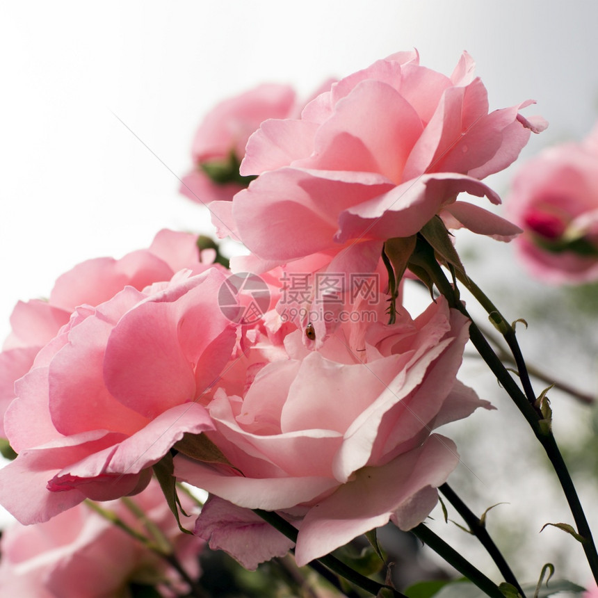 粉红玫瑰和小虫背景花卡图片