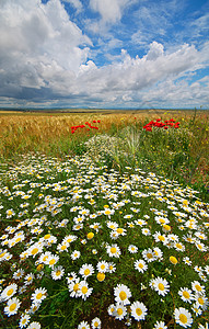 小麦春草地的黛西花朵自然的构成图片