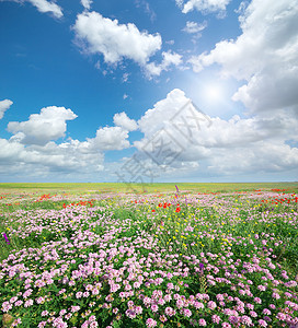 鲜花的春草地大自然的构成背景图片