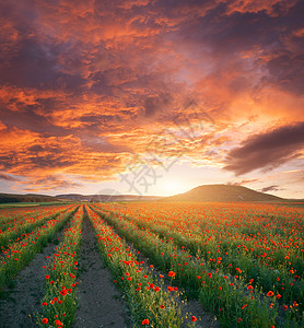 日落时的花朵农业和地貌自然的构成图片