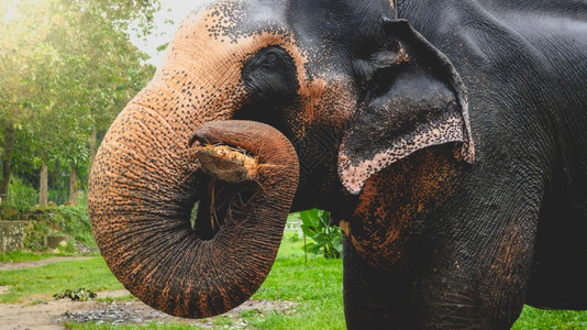 印度大象在斯里兰卡公园拿着树枝和干在斯里兰卡公园吃图片