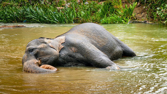 快乐大象躺在公园的小河里享受洗衣图片