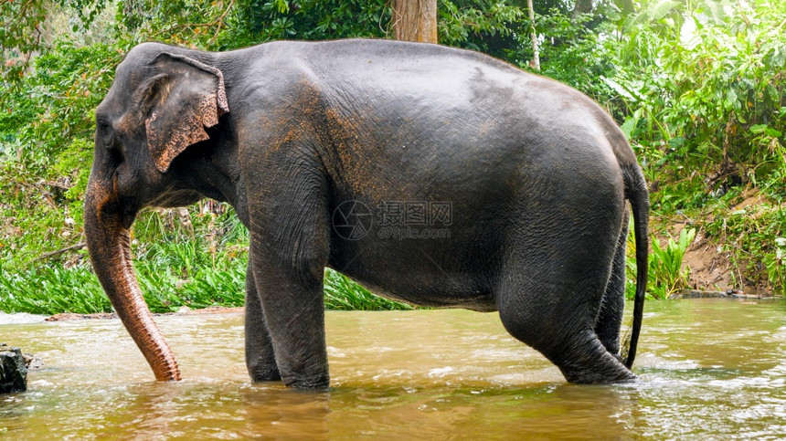 印度大象站在热带丛林森中的小河流热带丛林森中的小河流成年印度大象站在热带森林中的小河流图片